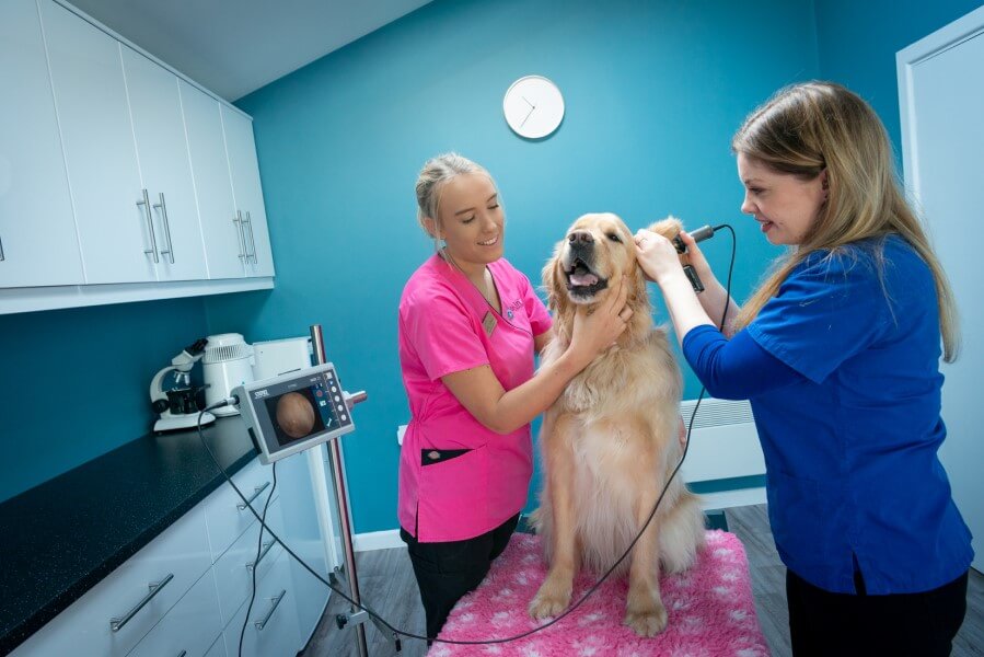 Specialised ear scope procedure at Skinvet Ireland