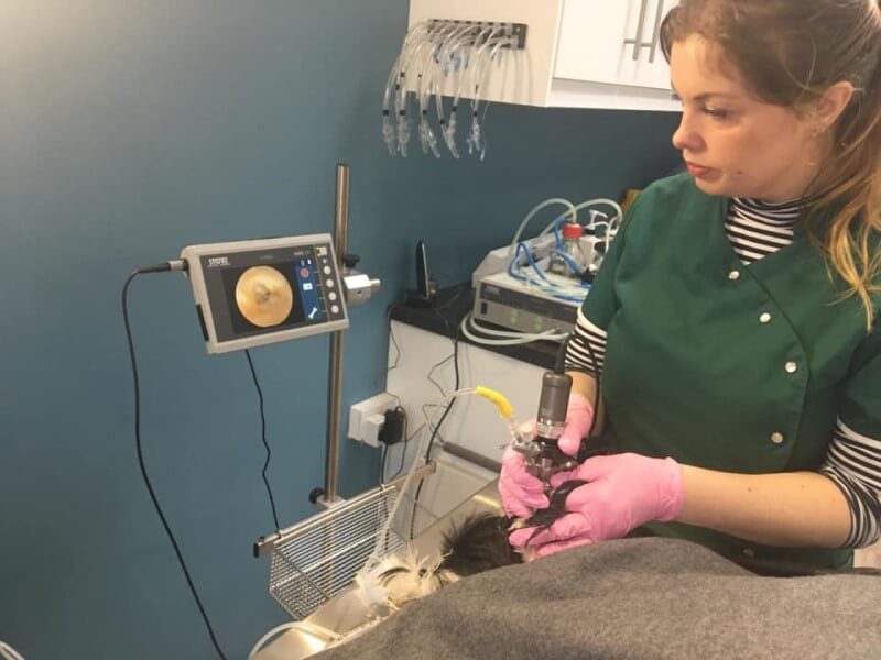 Treating ear infections and sore ears at Skinvet Ireland